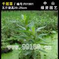 千屈菜