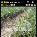 银海枣