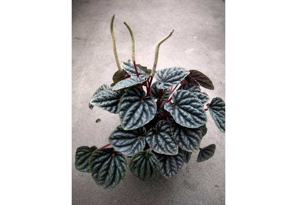 皱叶椒草