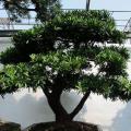 台湾罗汉松