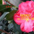 茶花  灵峰茶