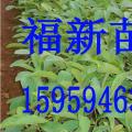 柚木和柚木种子 柚木苗