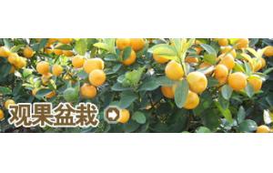 栏目介绍 -观果盆栽