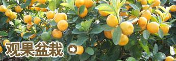 栏目介绍 -观果盆栽
