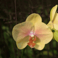蝴蝶兰开花株