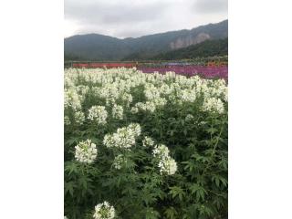 醉蝶花