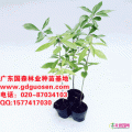 金丝楠