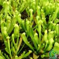瓶子草