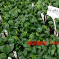 白花天堂鸟