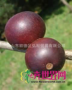 卡姆果