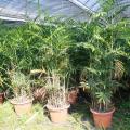 夏威夷椰子