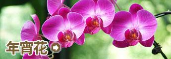 栏目介绍 -年宵花