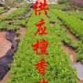 供应印度檀香，印度檀香树苗，绿化树苗