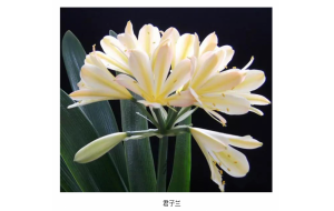 长春打造君子兰“父亲花”概念