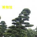 罗汉松
