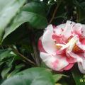 花露珍