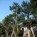 白银树（15-45CM）
