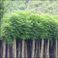 栾树