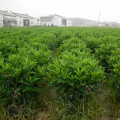 非洲茉莉