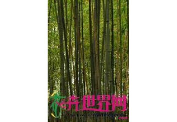 镰序竹