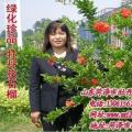 其它松柏杉竹