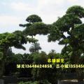 日本罗汉松
