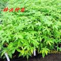 美丽异木棉