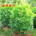非洲茉莉