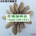 鸡爪槭