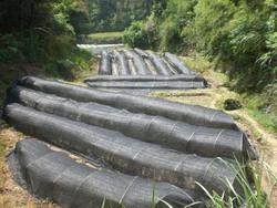 红豆杉繁殖技术