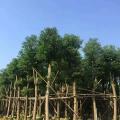 香樟
