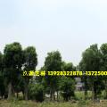 香樟树