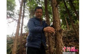 植绿人刘洪喜:山中种树10年 绿化荒山1200余亩 植绿人刘洪喜:山中种树10年 绿化荒山1200余亩