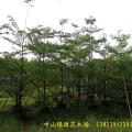 锦叶榄仁