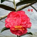 茶花  期望