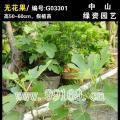 无花果