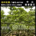 尖叶杜英