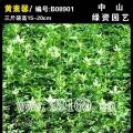 黄素馨