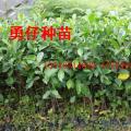 小叶榕