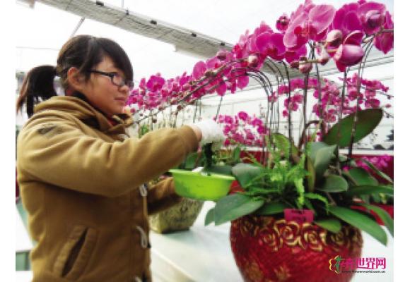 价格“亲民”蝴蝶兰飞进百姓家 价格“亲民”蝴蝶兰飞进百姓家