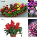 瓜叶菊