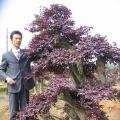 红花继木桩
