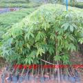 美丽异木棉