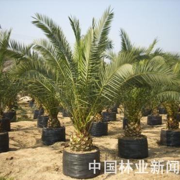 加拿利海枣为城市绿化景观增色 盲目使用问题多（图）