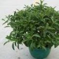 非洲茉莉