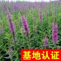 千屈菜