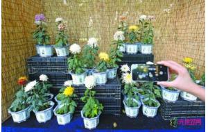 武汉植物园催开4000多盆菊花迎国庆