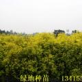 黄金香柳