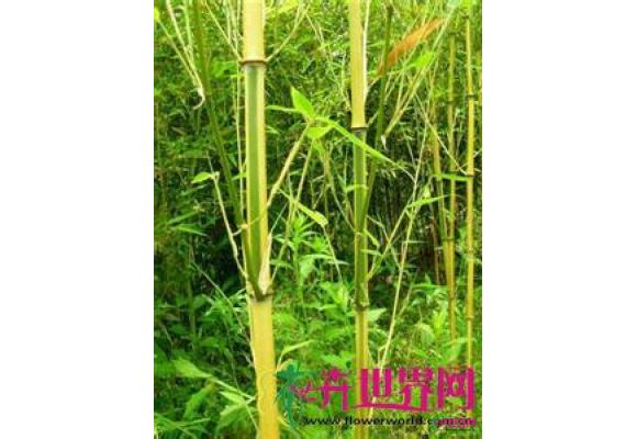 黄条金刚竹