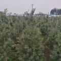 多花红千层
